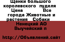 Щенки большого (королевского) пуделя › Цена ­ 25 000 - Все города Животные и растения » Собаки   . Ненецкий АО,Выучейский п.